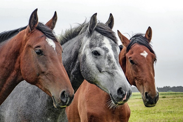 10 Façons Étonnantes Dont Les Animaux Communiquent