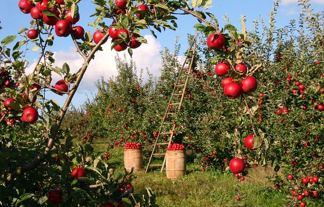 Comment choisir des produits biologiques de qualité