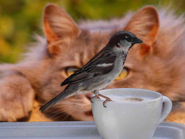 Les espèces d'animaux les plus en danger