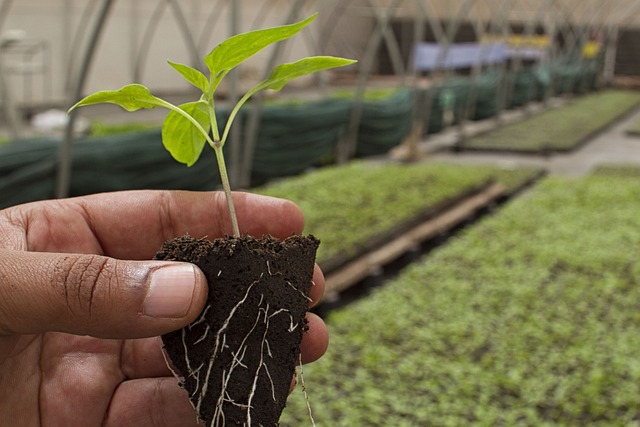 Comment créer un jardin bio chez soi : astuces et conseils pratiques