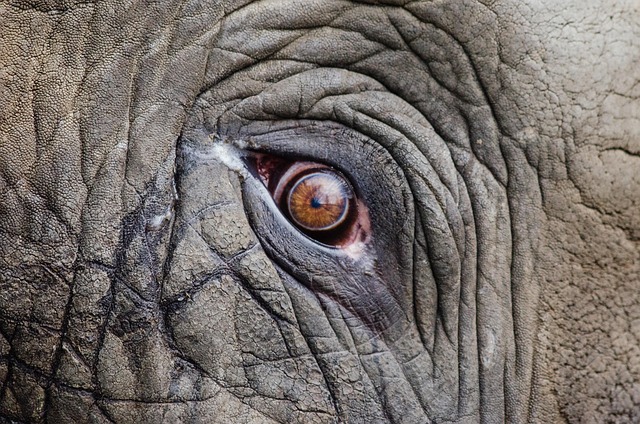 Les animaux en voie de disparition : comment pouvons-nous les aider ?