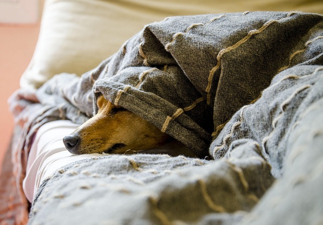 Les races de chiens les plus adaptées à la vie en appartement