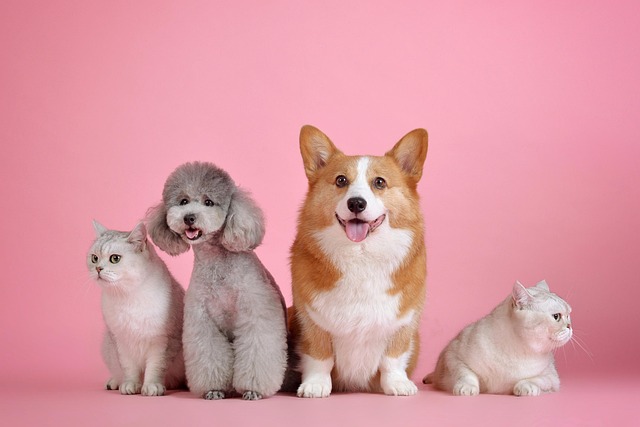 top 10 des animaux les plus intelligents du monde