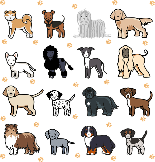 Les 10 races de chiens les plus populaires et leurs caractéristiques