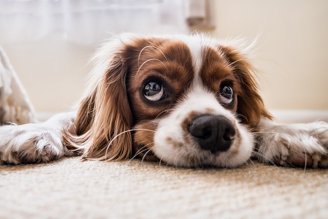 Types d'aliments pour animaux : ce que vous devez savoir