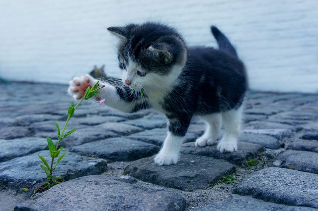 Comment bien s'occuper des animaux domestiques